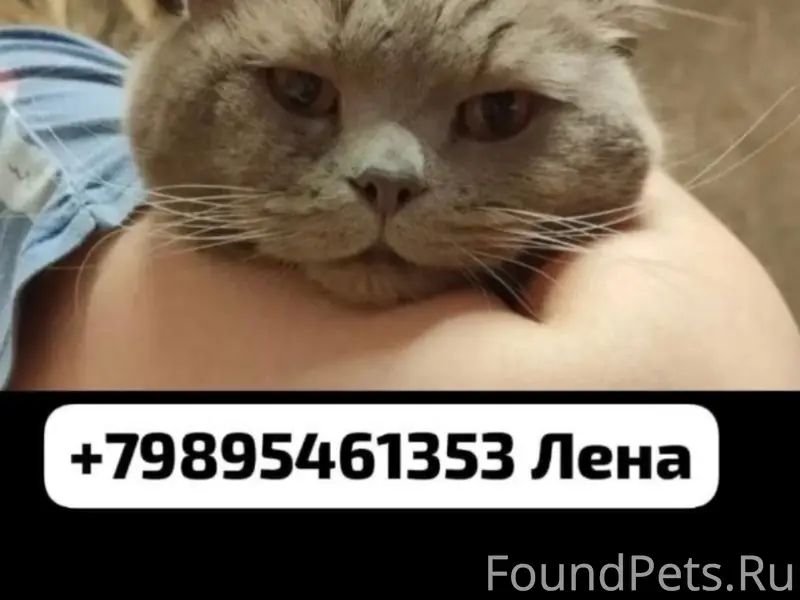 Найден кот, г. Новочеркасск, ул. Беляева 12
