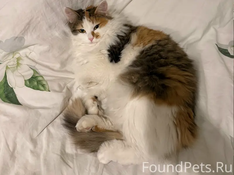 Пропала кошка Нюрка