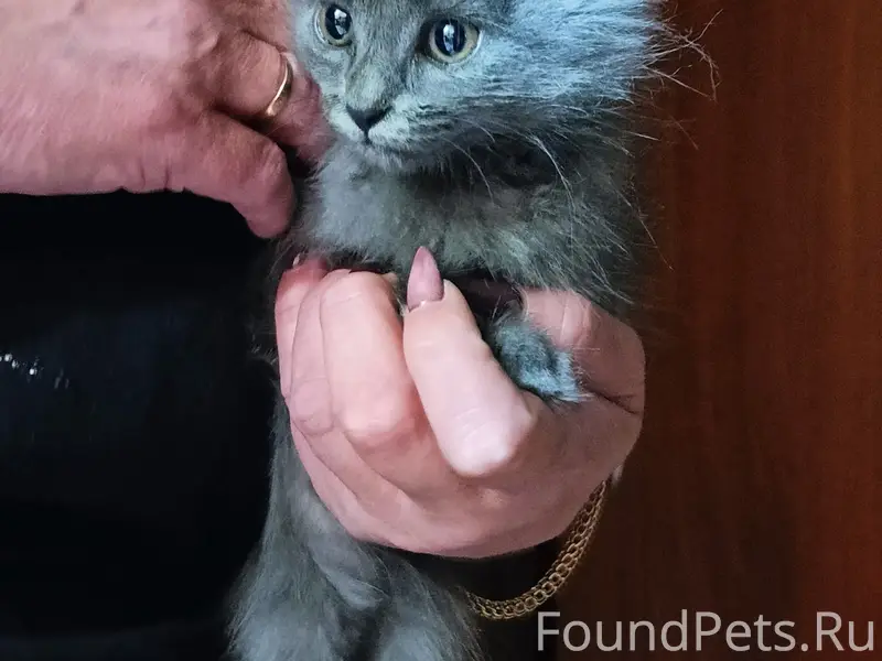 Найден котёнок, район Чехова 269