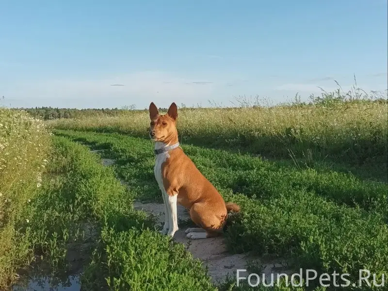 Пропала басенджи Белка, Подольск
