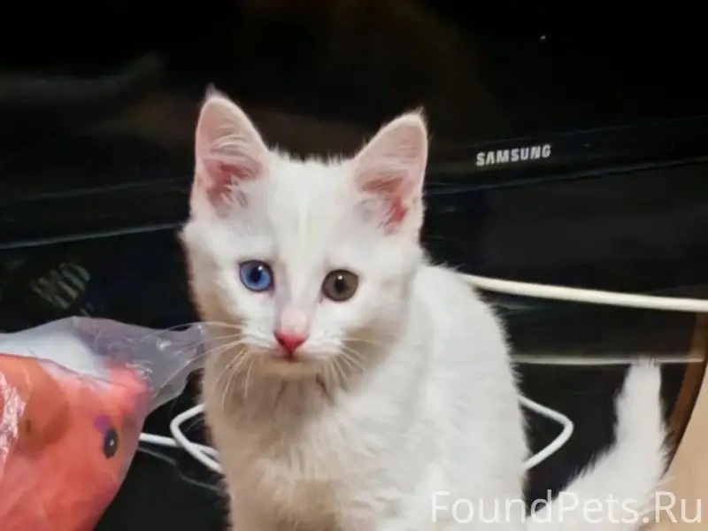 Пропали кошка Снежа и котёнок Милка, район Ленина