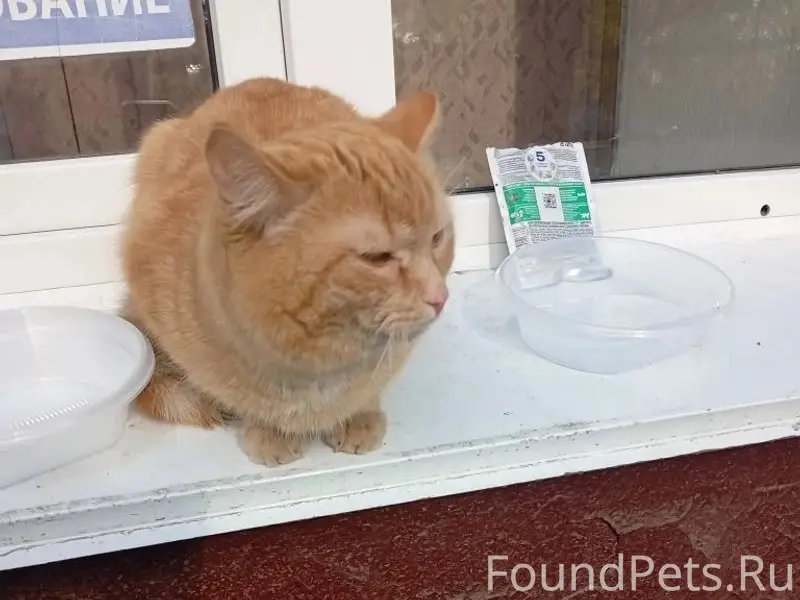 Найден кот, Тухачевского