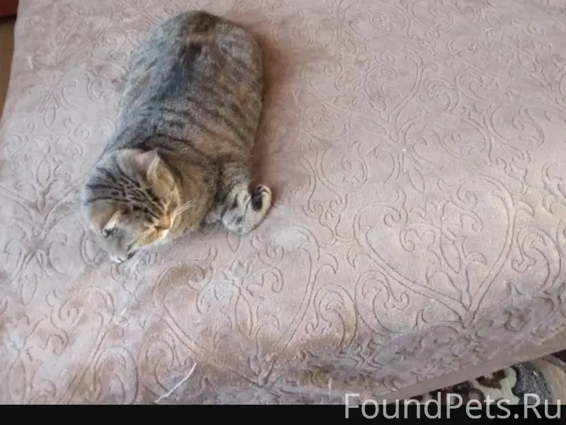 Пропала кошка Бася, ул. Новая