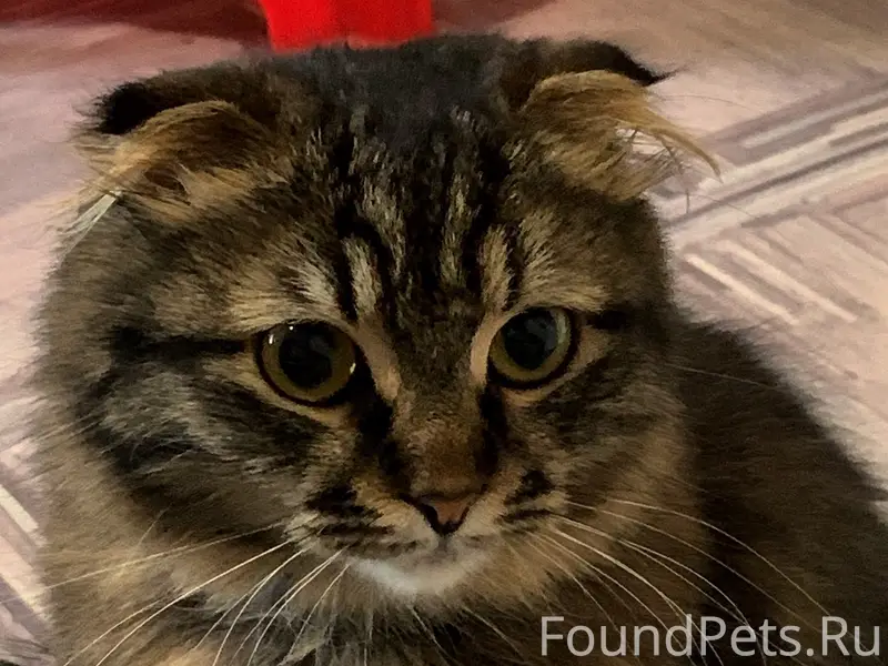 Пропала кошка Мия, Симферопольское шоссе