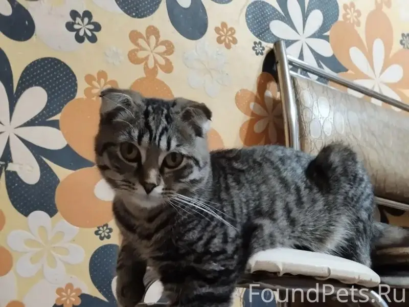 Пропал кот Марсик, 7а микрорайон