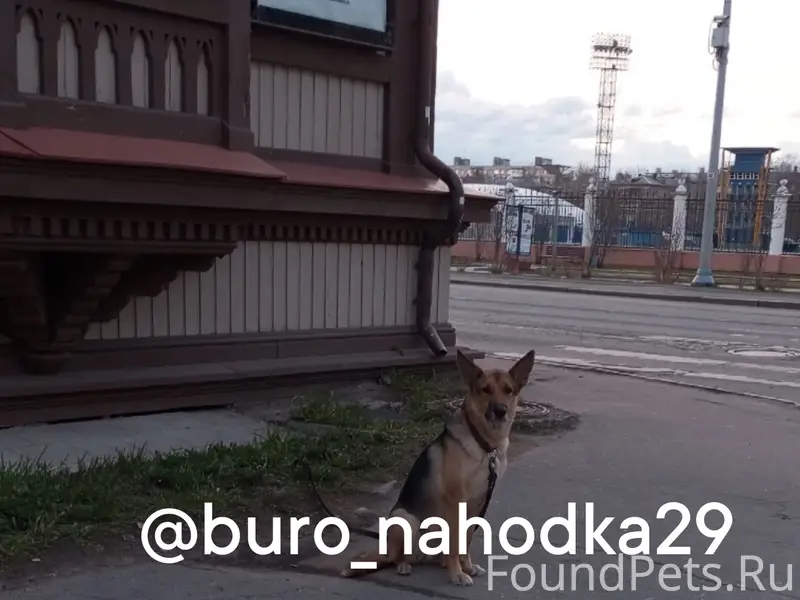 Найдена овчарка, Логинова 7