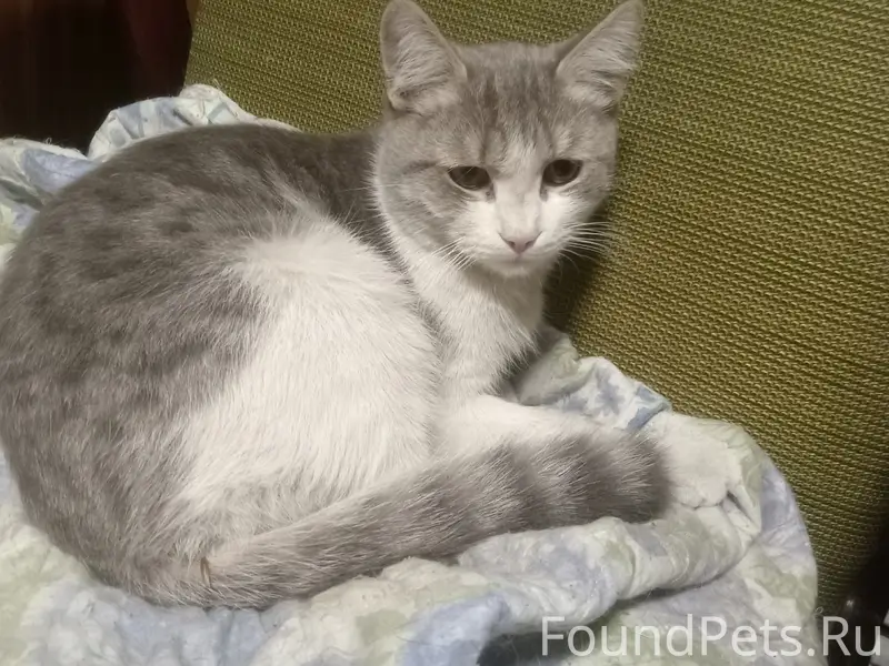 Найден кот, Климасенко 20