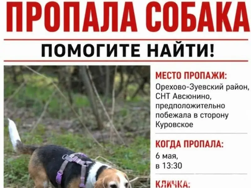 Пропала собака, Орехово-Зуево