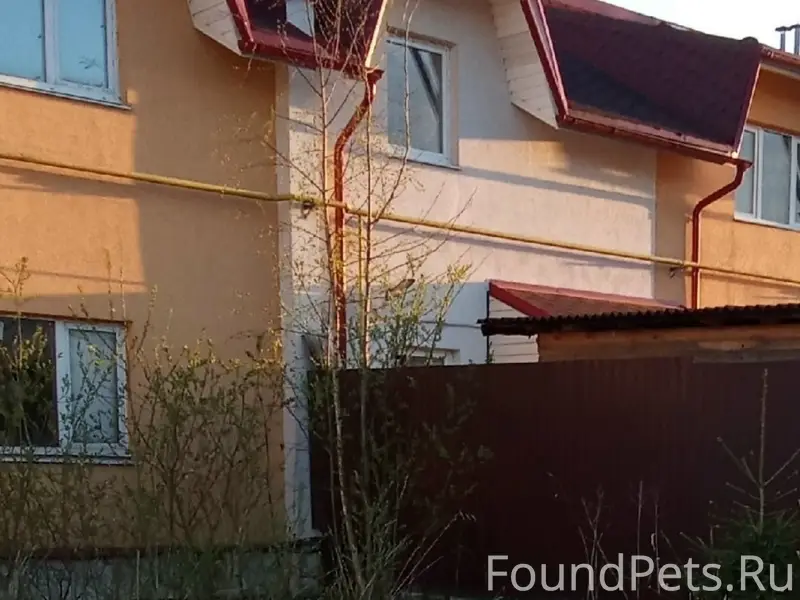 Пропал пёс, Гатчина