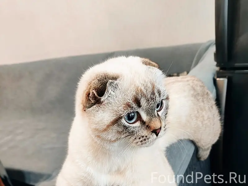Пропал кот Мишка, ул. Луговая