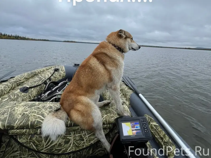 Пропал Перс, П.Октябрьский