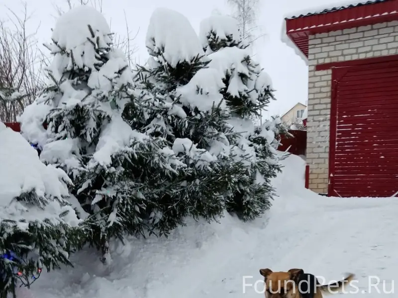 Пропал пёс Дик или Сына