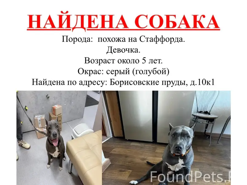 Найдена девочка стафарширского терьера, Борисовские пруды