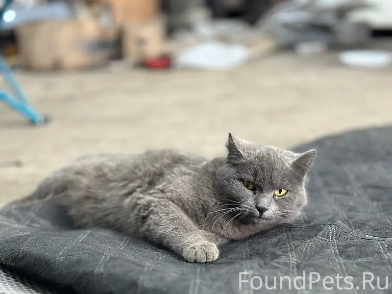 Найдена кошка, район Матросова