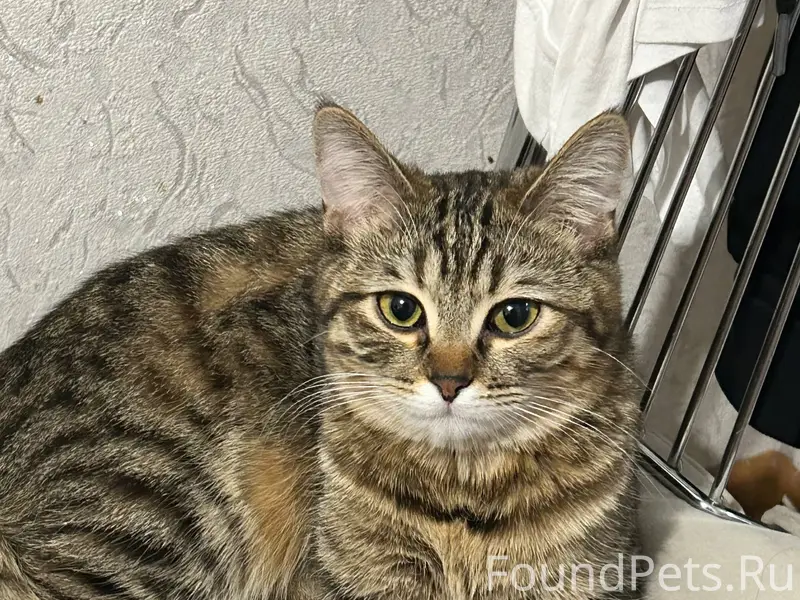 Пропала кошка Иззи, Конева 8