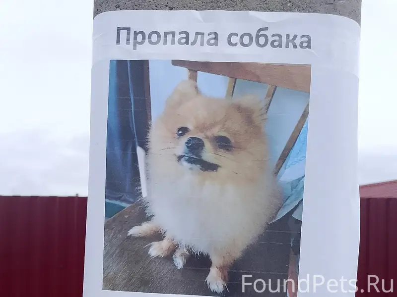 Пропала собака