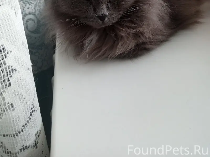 Пропал кот,