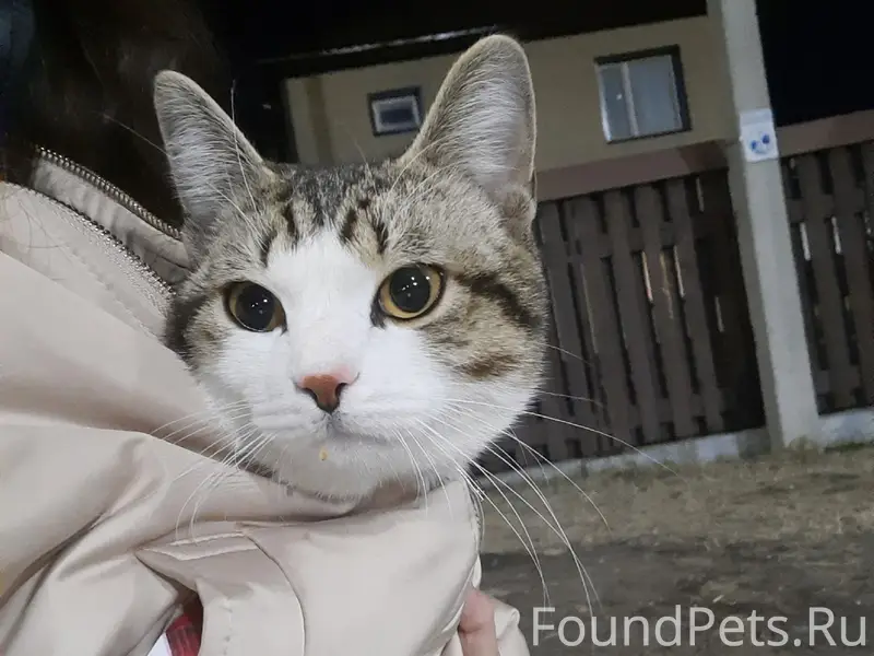 Найден кот, омк