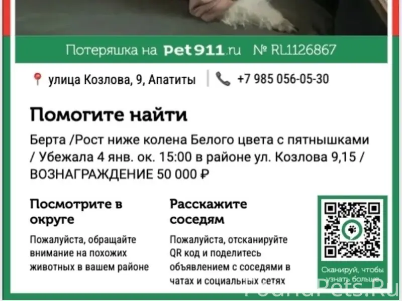 Пропала китайская хохлатая Берта, Апатиты