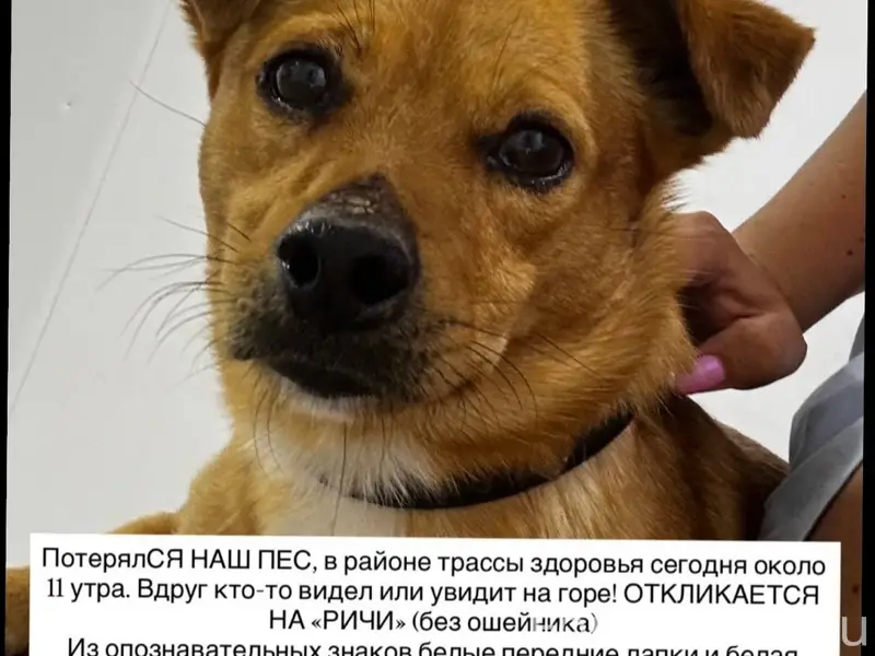 Пропала собака, район гора