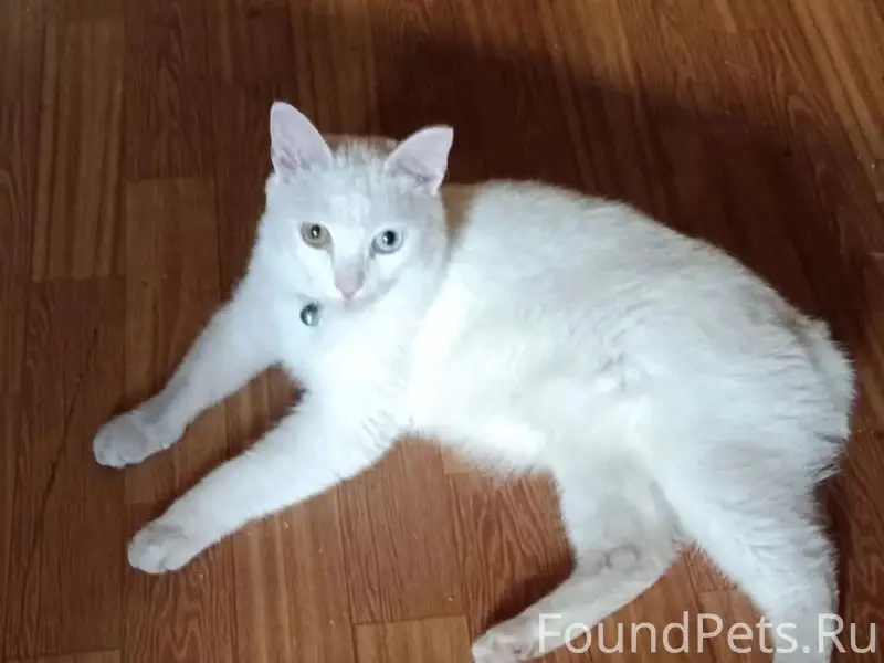 Найден кот, 22 Апреля 7А