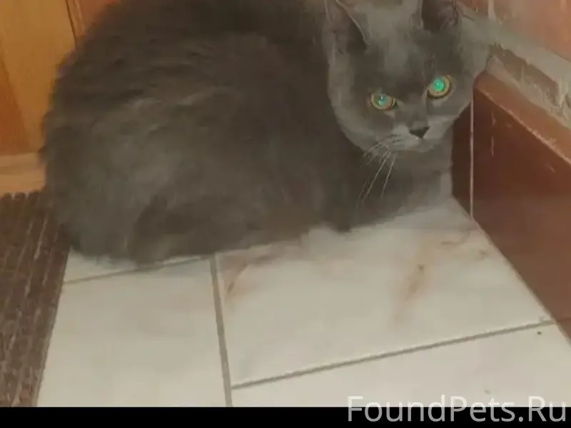 Найдена кошка, улица Красина