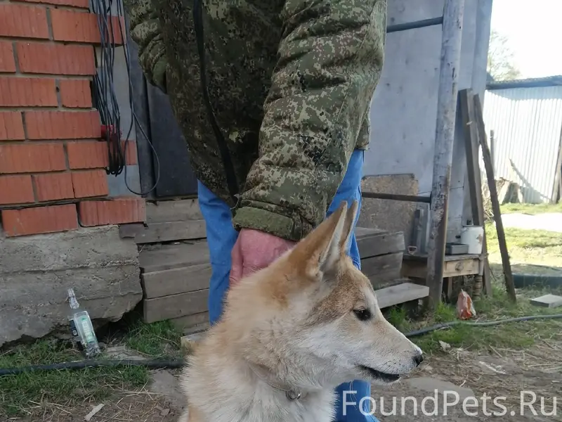 Найден щенок зсл, срочно забирайте