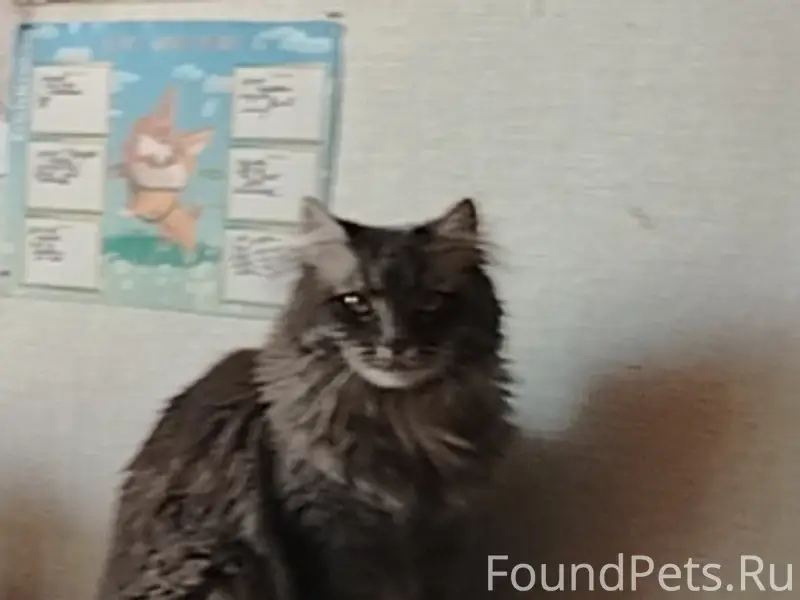 Пропала кошка 