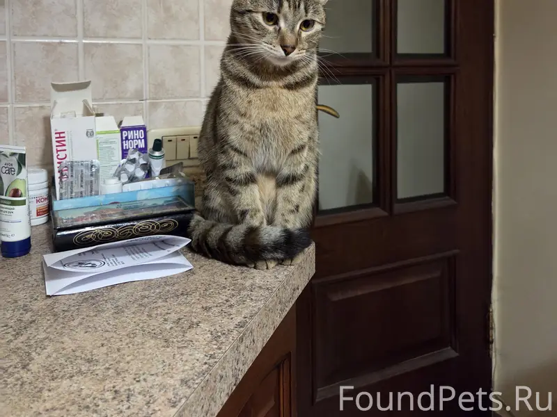 Пропала кошечка.