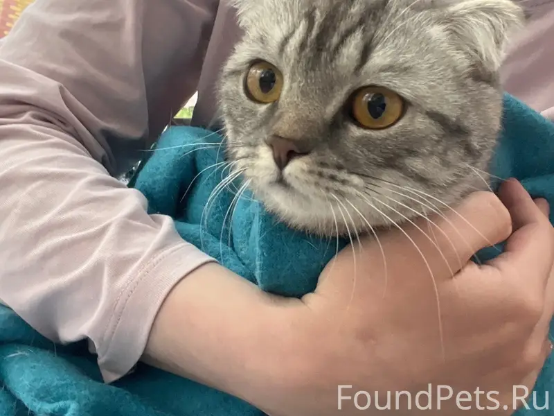 Найдена кошка, 4 мкр