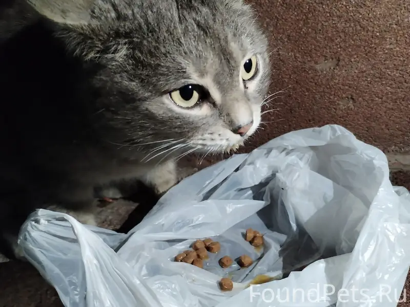 Найден кот, район бсмп