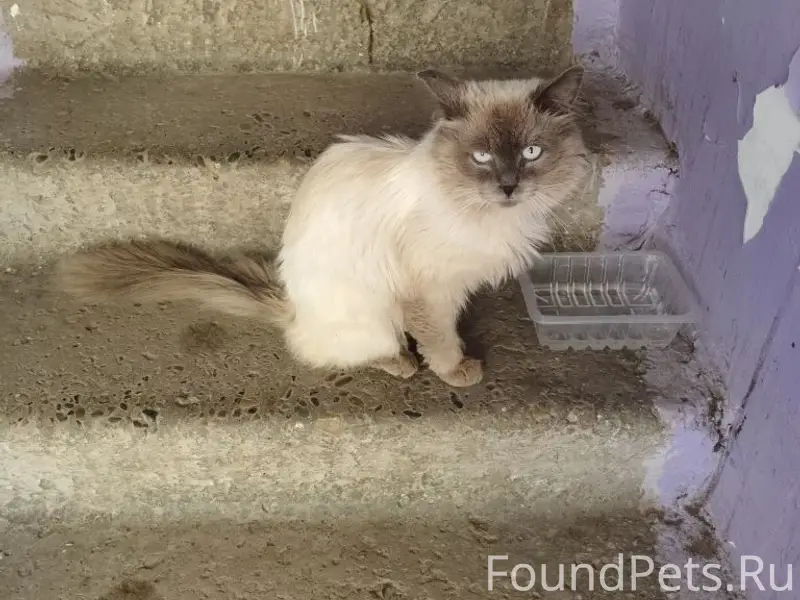 Найден сиамский кот