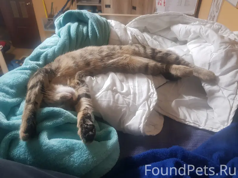 Пропала кошка Элис