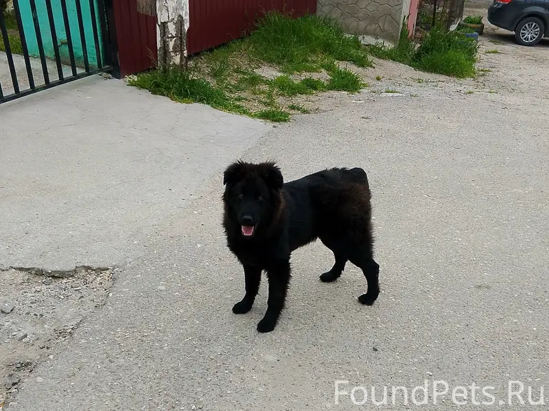 Найден щенок, Старый город