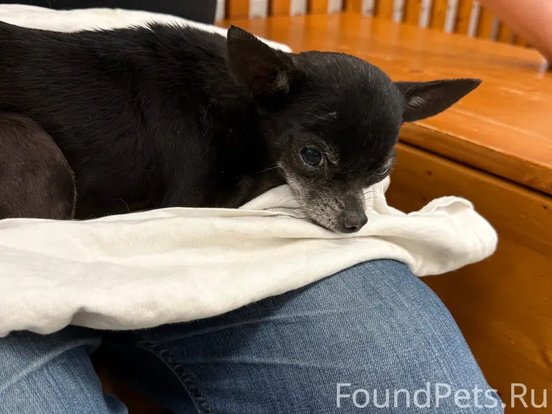 Найден Чихуахуа, найдена на трассе около Терновки