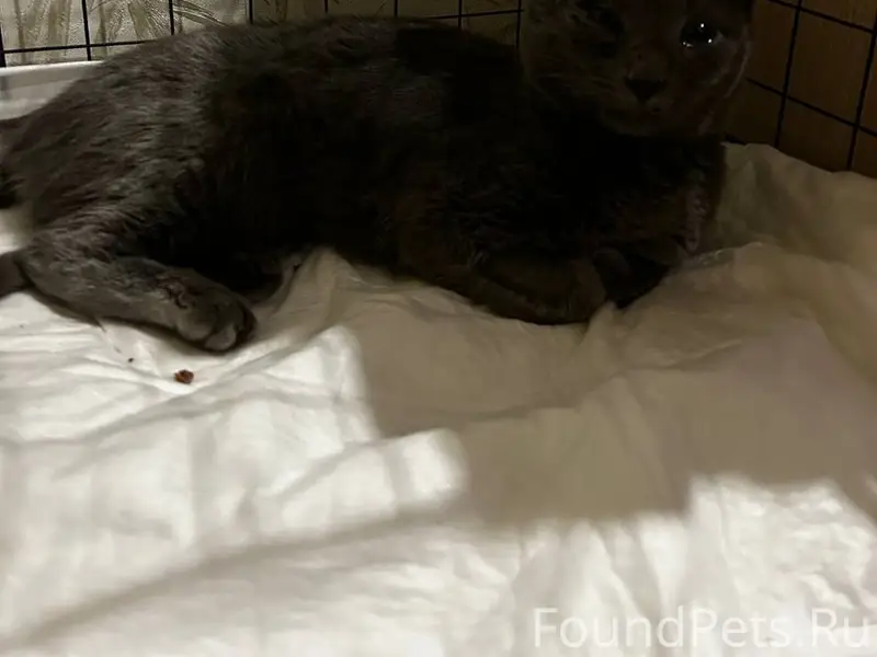 Найден кот, Симферополь