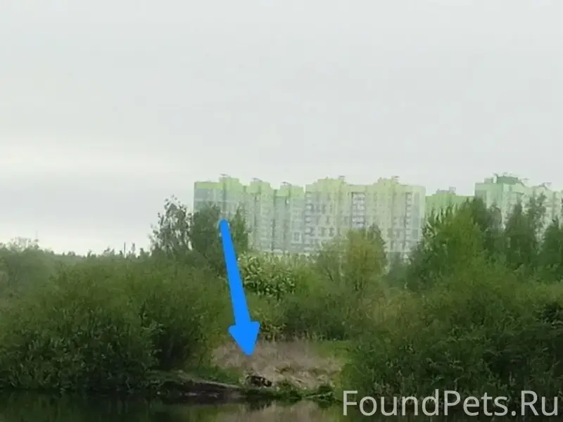 Пропала хаски, хромает, Силикатный пруд