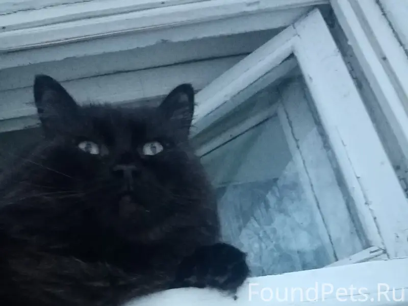Пропал чёрный кот Тишка, район первой школы