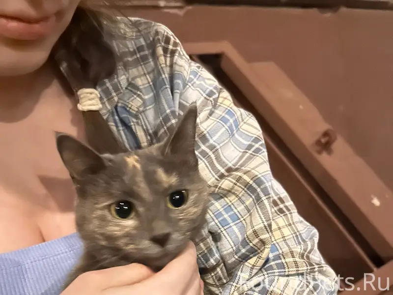 Найдена кошка, улица Соловьёва