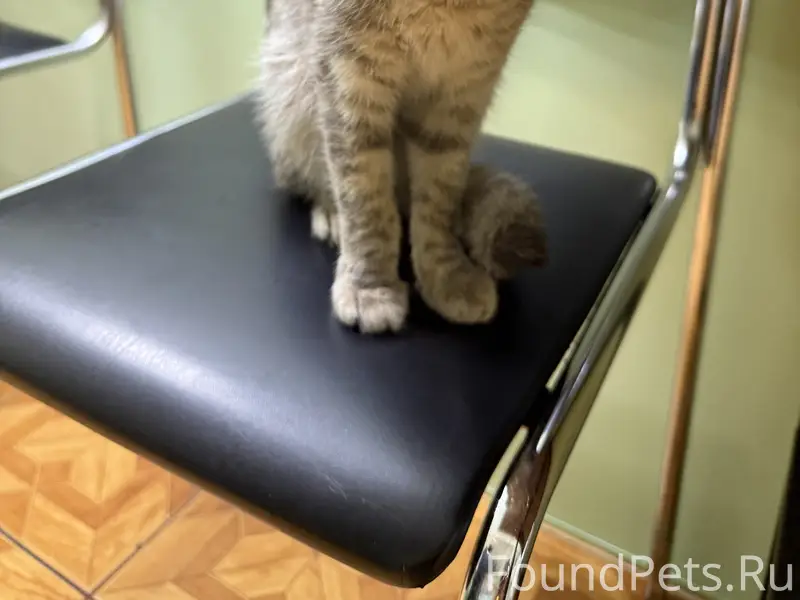 Ищу дом ласковой красотке! 