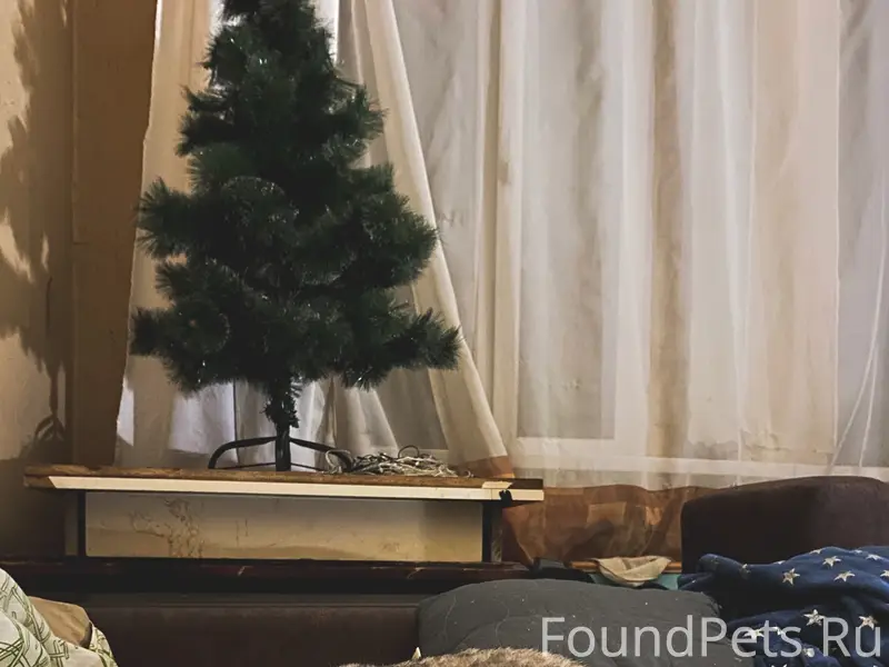 Пропала кошка Джессика, улица Строителей 40
