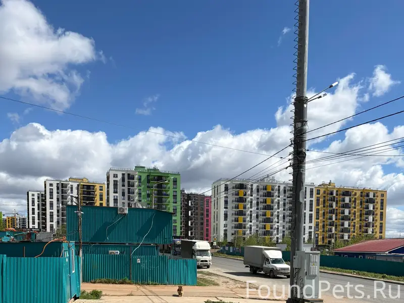 Найденна собака, район Метеора