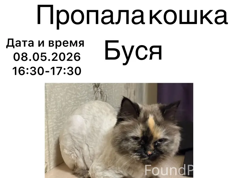 Пропала кошка серого окраса, [место не указано]