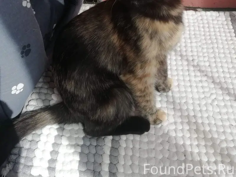 Пропала кошка Соня, Заволга