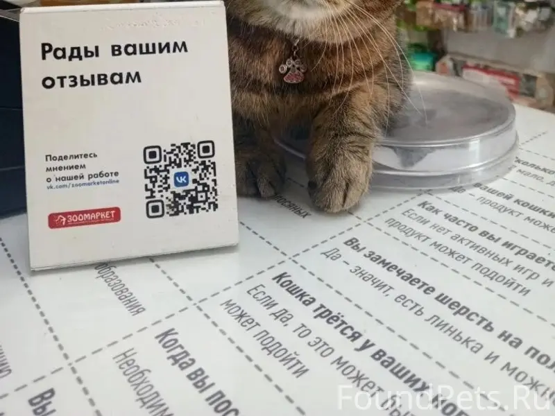 Пропала кошка Марго, Челябинск, Птичий рынок