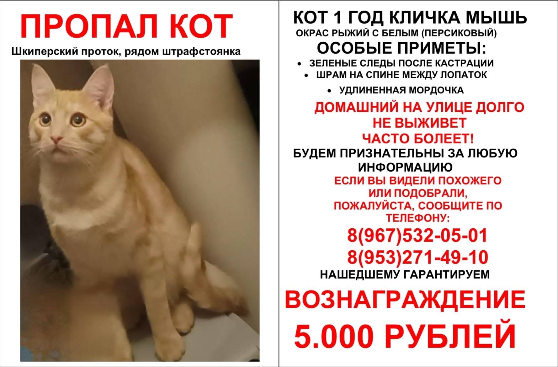 Пропал рыжий кот Мышь, Санкт-Петербург