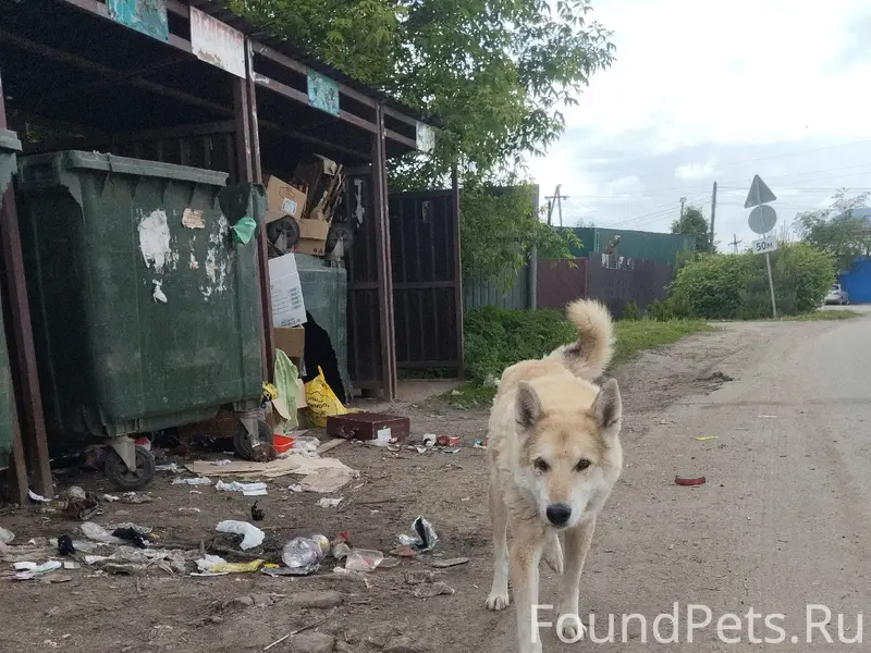 Найден мальчик-лайка, возраст 1,5-2 года