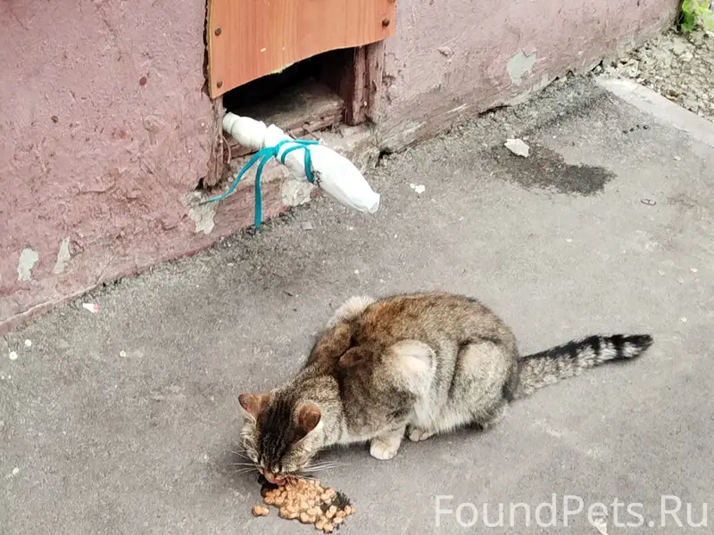 Найдена кошка, Фокинский район Брянска