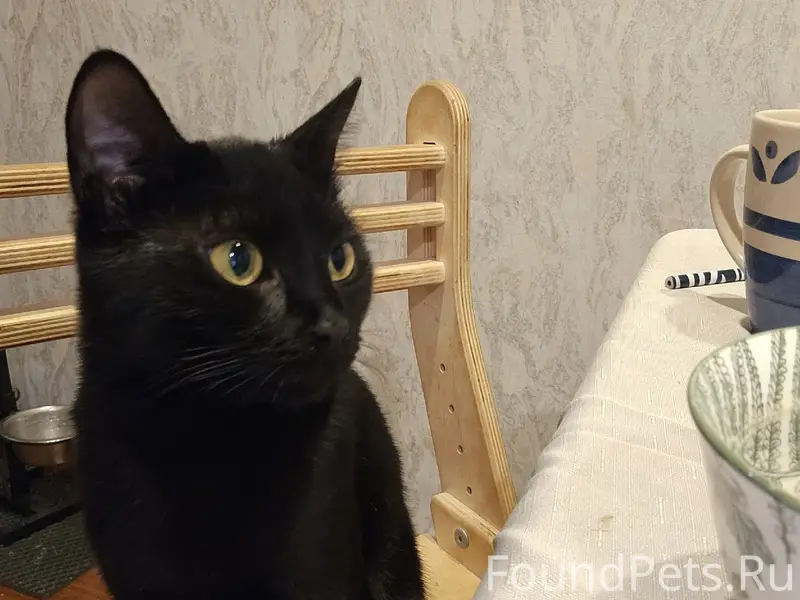 Найдена кошка, похожа на бомбейскую, улица Петра Алексеева