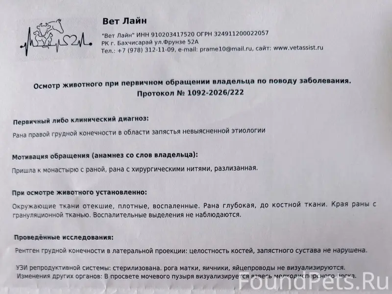 Найдена собака Дара, Бахчисарай